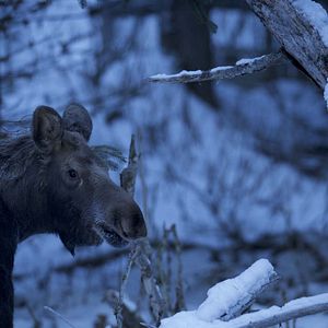 Photo Les merveilles cachées de l’hiver