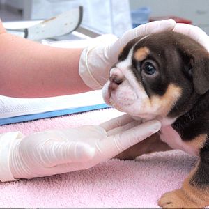 Photo Urgences Animales