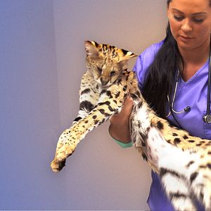 Photo Urgences Animales