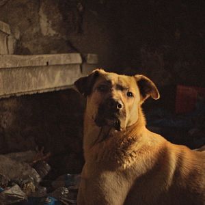 Photo Stray
