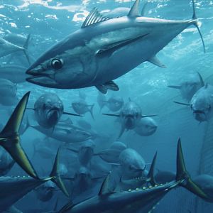 Photo Seaspiracy : La Pêche en Question