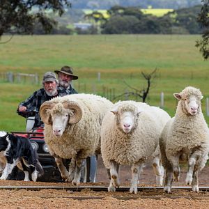 Photo Rams