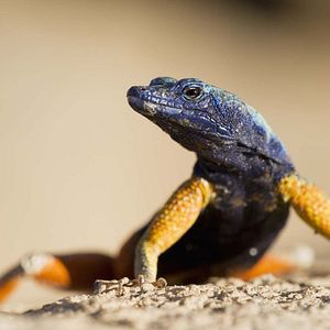 Photo La Vie en couleurs avec David Attenborough