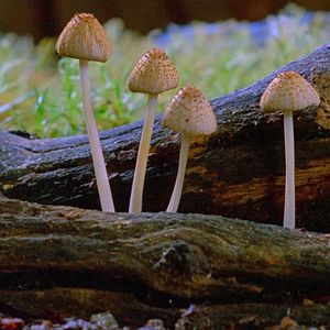 Photo Fantastic Fungi