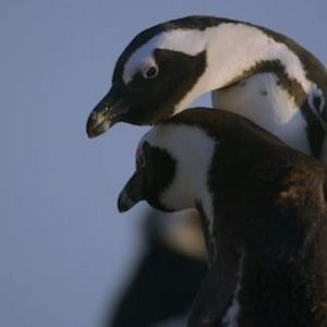 Photo Le Cap des manchots