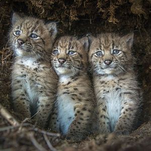 Photo Lynx