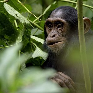 Photo Grandir dans le monde animal