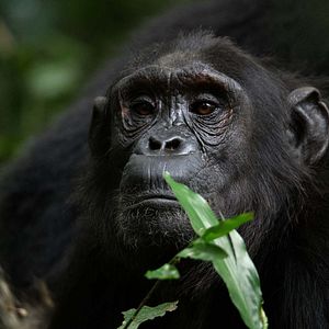 Photo Grandir dans le monde animal