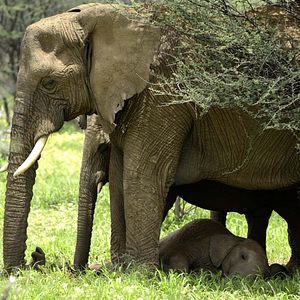 Photo Grandir dans le monde animal