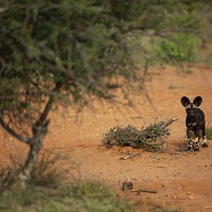 Photo Grandir dans le monde animal