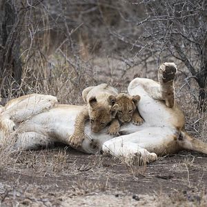 Photo Grandir dans le monde animal