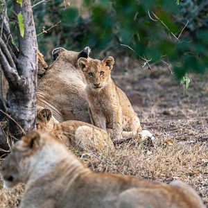 Photo Grandir dans le monde animal
