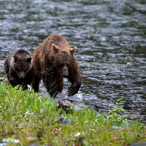 Photo Grandir dans le monde animal