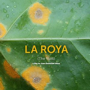 Photo La Roya