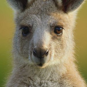 Photo Le Règne animal