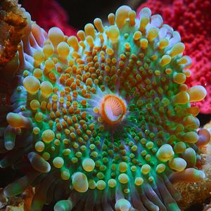 Photo Comme un poisson dans son récif