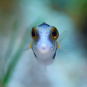 Photo Comme un poisson dans son récif