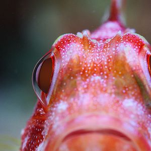 Photo Comme un poisson dans son récif