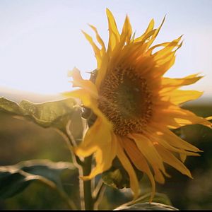Photo Les Tournesols
