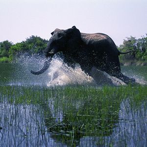Photo African Safari 3D