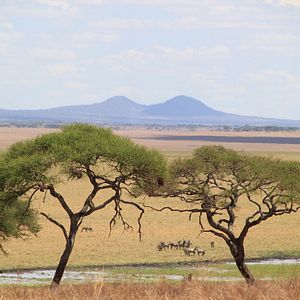 Photo African Safari 3D