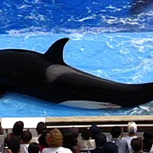 Photo Blackfish
