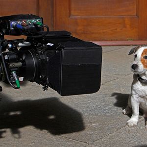 Photo Pancho, le chien millionnaire