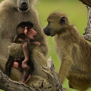Photo Survivre au paradis : Une histoire de famille