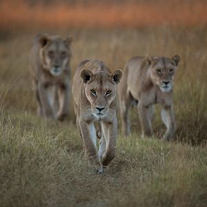 Photo Survivre au paradis : Une histoire de famille