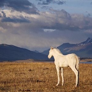 Photo Regards Sur le Monde - Patagonie, A la lisière du monde