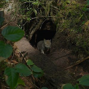 Photo Bienvenue sur l'île des loups