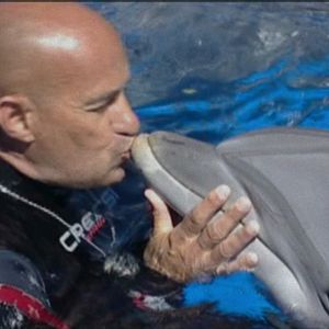 Photo Qu'est-il arrivé au roi des dauphins ?