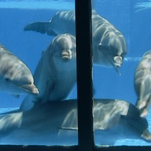Photo Qu'est-il arrivé au roi des dauphins ?