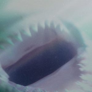 Photo Shark Waters
