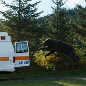 Photo Crazy Bear