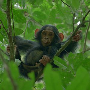 Photo L'Empire des chimpanzés