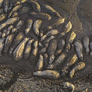 Photo Big Beasts : sur les traces des géants