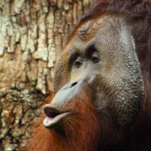 Photo Big Beasts : sur les traces des géants