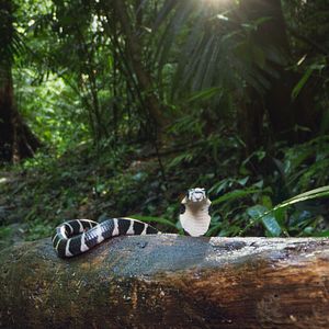 Photo Big Beasts : sur les traces des géants