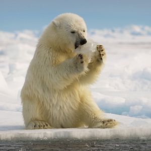 Photo Big Beasts : sur les traces des géants