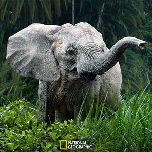 Photo Les Secrets des éléphants