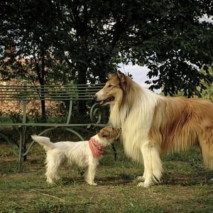 Photo Lassie - Ein neues Abenteuer