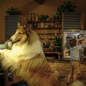 Photo Lassie - Ein neues Abenteuer