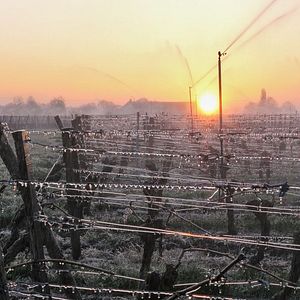 Photo Les Promesses de l'aube - Des vignerons face au gel