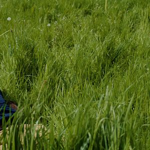 Photo Lambert Wilson