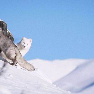 Photo Kina & Yuk : renards de la banquise
