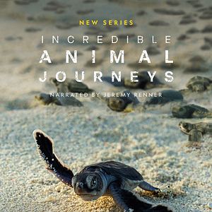 Photo Incredible Animal Journeys