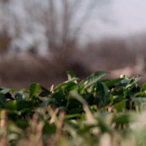 Photo Celebrity Hunted – Chasse à l’Homme