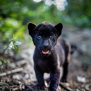 Photo Le Dernier Jaguar