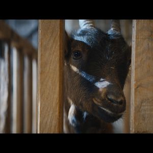 Photo Les Chèvres !